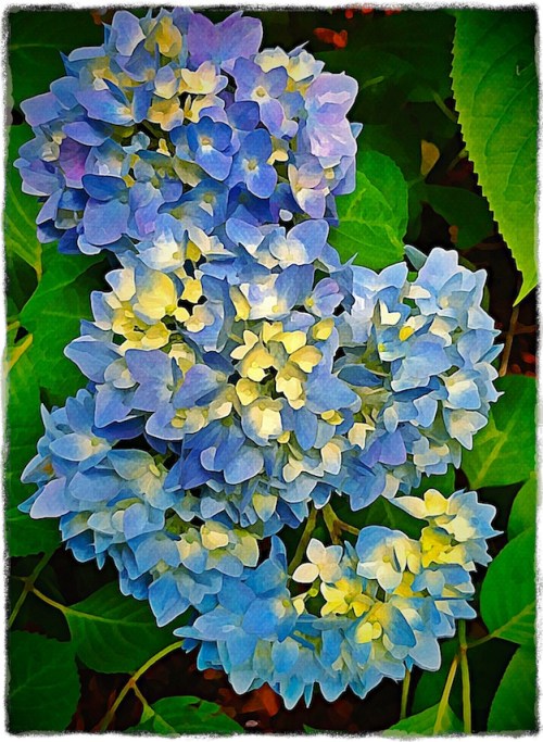 Bluehydrangealomo_2grit