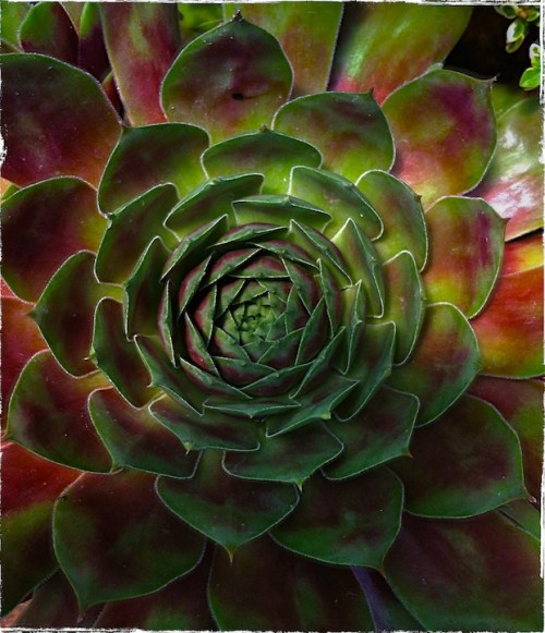 Cactusblueskybokeh1fullflipgru