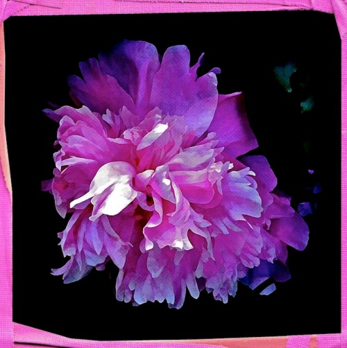 Camelliamod2_3bokeh2vertflip