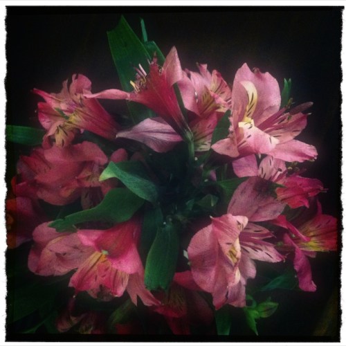 Dramaflowersenfusion1glowtorn_