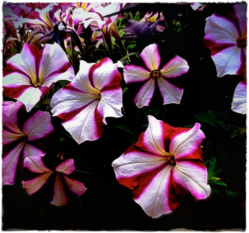 Dramaticpetunias2accident2