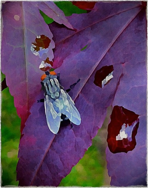 Flyleafrain_2bokeh1fullflipmidtonemodfrayed