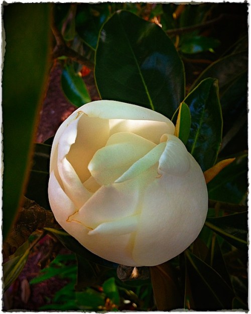 Magnoliabudlomobokeh1brushup_2