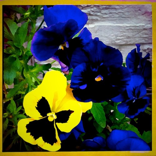 Pansiesscripturemodbokeh3mod_2