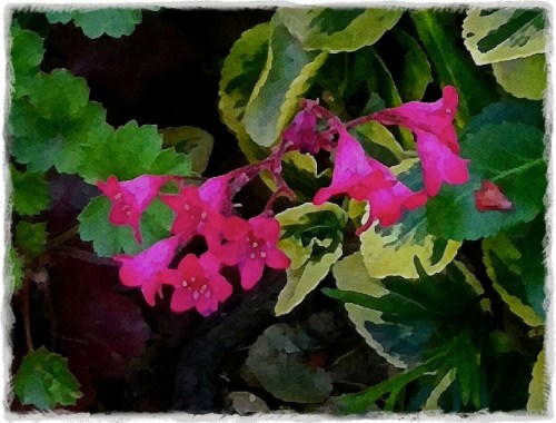 Pinkbells2bokeh1modmidtonemode