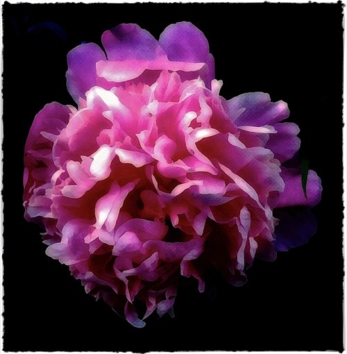 Pinkcamilliahalo2bokeh1brushup