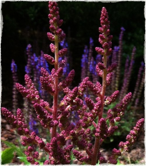 Russetpurpleblacknew2bokeh1mod