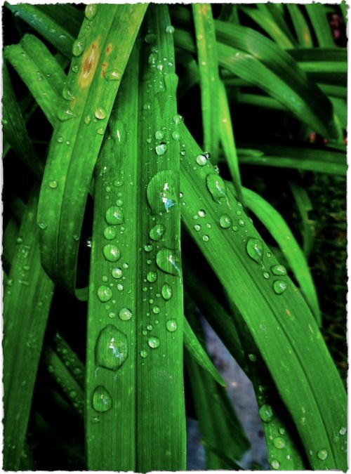 Wetdaylilies1_2satmodexposemod