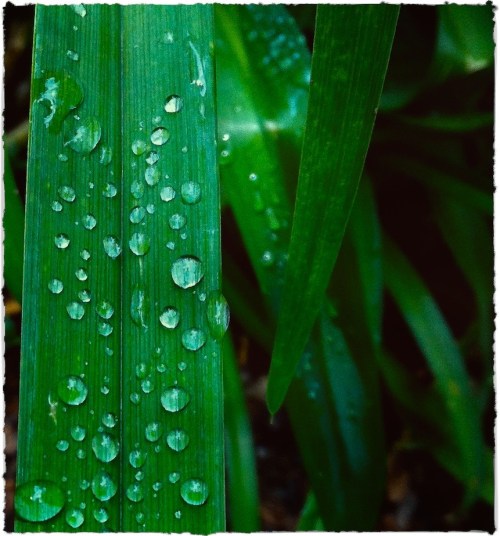 Wetdaylilies3_2bmesomodbokeh1modbrushup_2
