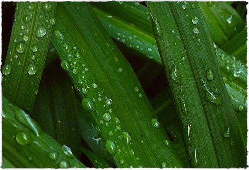 Wetdaylilies4_2mesomodbokeh1modbrushupreborder