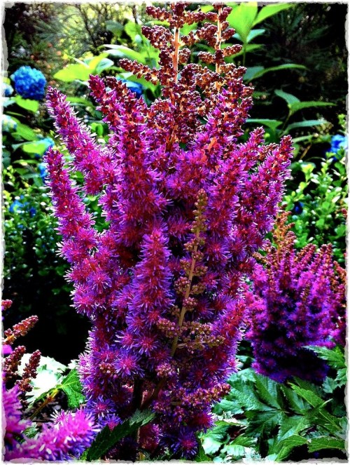 Astilbessharpenmodsatbriteconm