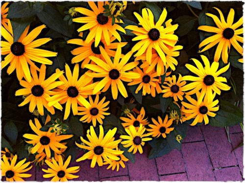 Daisies1midtonesatbritecontbru