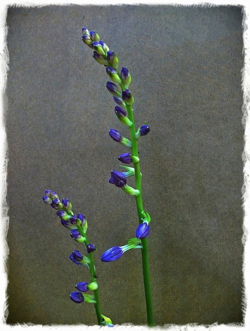 Hostaagainstcardboardenfusion3_4