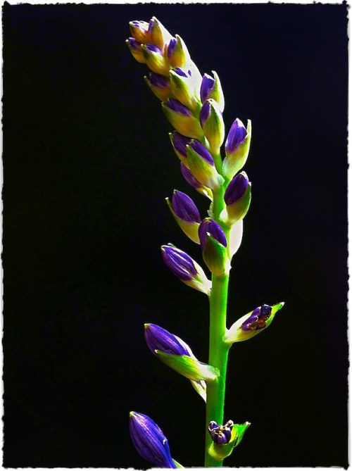 Hostabloom2_2nightskybokeh1hor