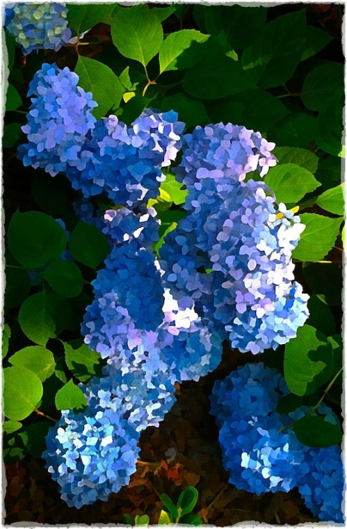 Overpaintedhydrangeabokeh1_2