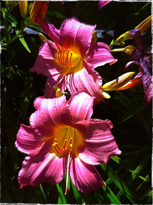 Pinkdaylilies1bokeh1grundgy_2
