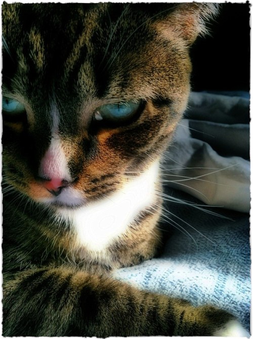 Sinisterassistantbokeh2brushup