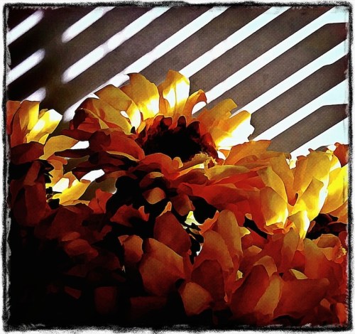 Sunflowers3satbriteconmidtoneexposurebokeh1horzflipgritnormal_3