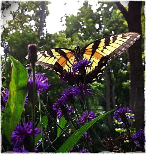 Butterfly2bokeh3midtonesharpen