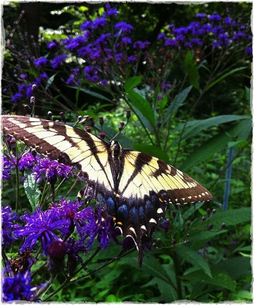 Butterfly4bokeh1horzflip_2