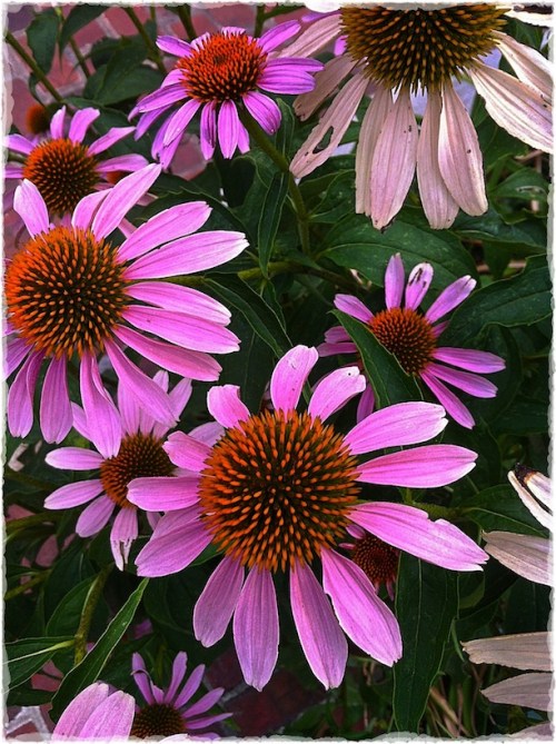 Daisies1bokeh2vertflip_2