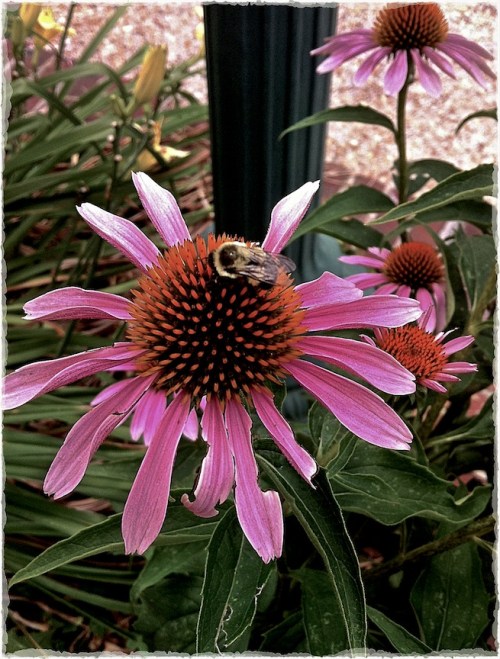 Daisyandbee2bokeh1satbriteconm