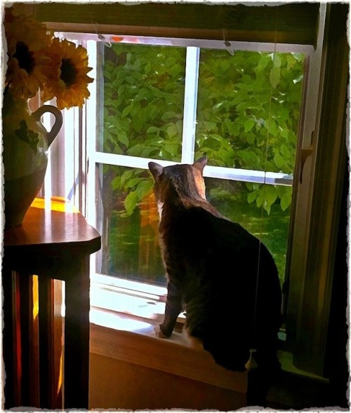 Ellaatwindowbokeh2_2