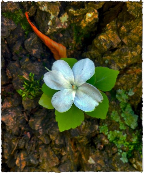 Flower_in_barktweakedcroppedbr