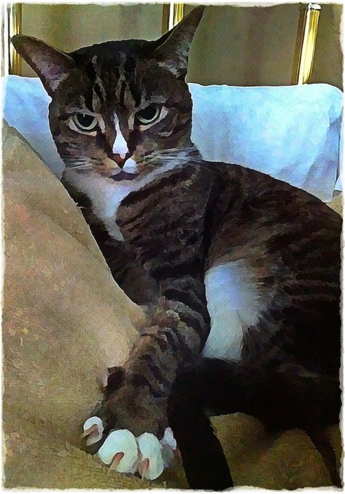 Portraitwithclawsbokeh1fullfli