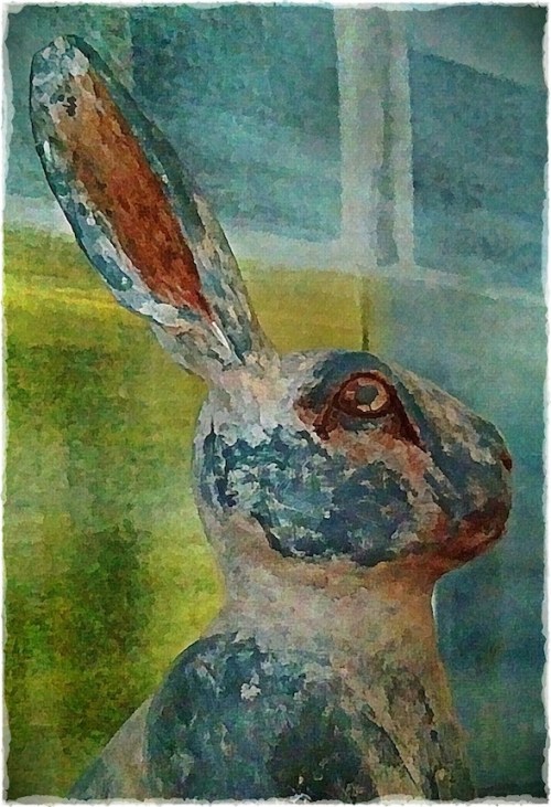 Rabbitandabstractbokeh1fullfli