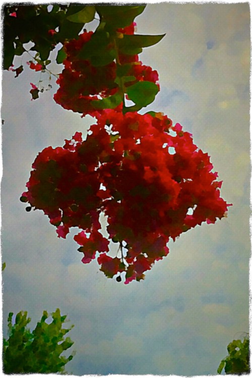 Bangtreecroplomomodbokeh1midto