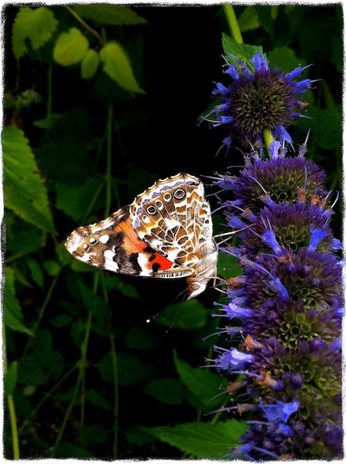 Butterfly2dorsalbokeh2modgrit_2