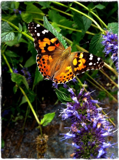 Butterflysupperdiagonalbokeh1modgrit_2