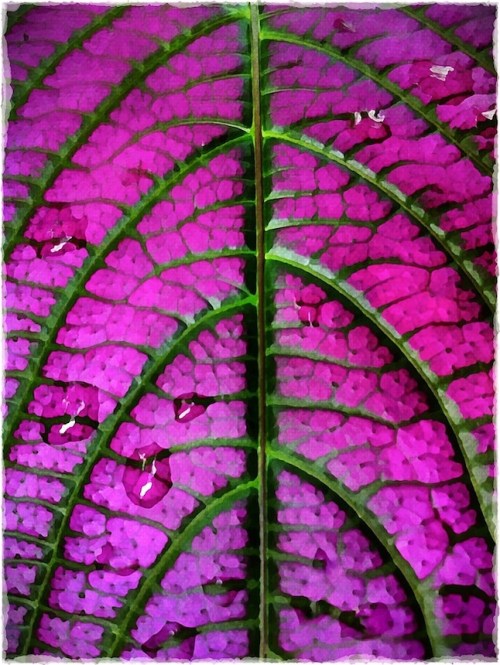 Coleusleafandrainfinalfinal