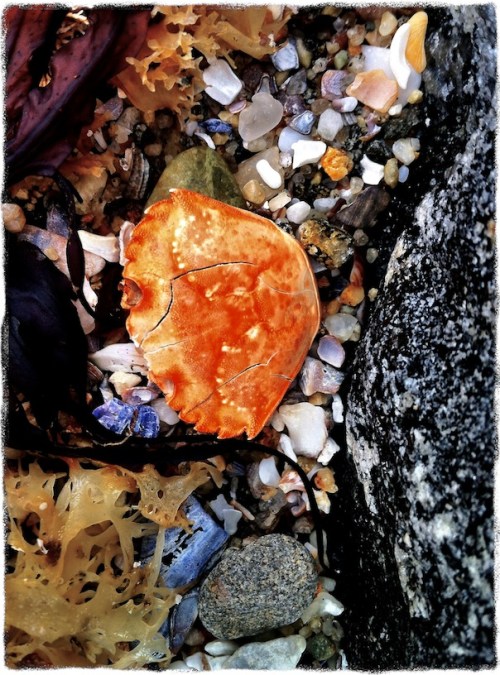 Crabshellbokeh2grit_2