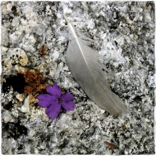 Featherandpetalbokeh2horzflipm