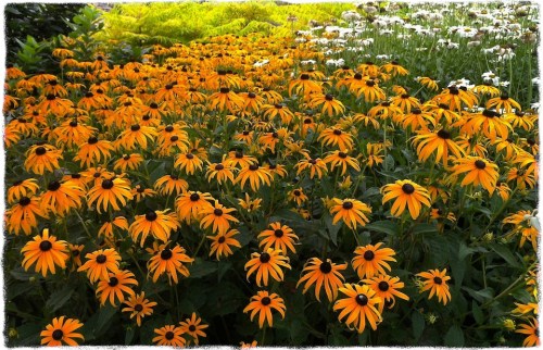 Fieldofdaisies3bokeh2midtonegr