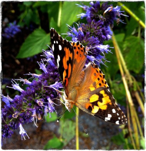 Img_3154cbokeh1fullflipmodgrit_2