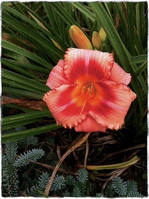 Lilyandsprucebokeh1midtonebrit