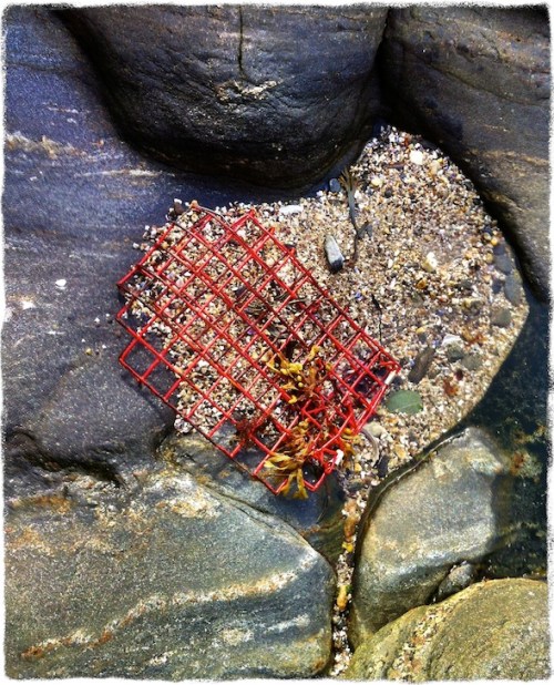 Lobstertrapbokeh1vertflipgrit_