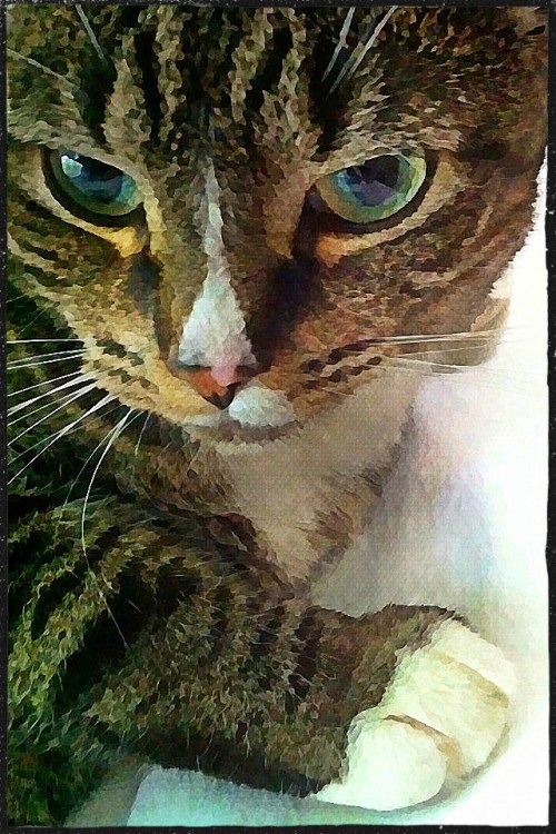 Newellabokeh2vertflipgrundgyfr