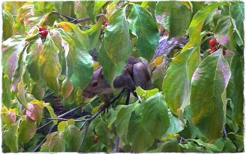 Squirrel1bokeh1midtonegrit_2