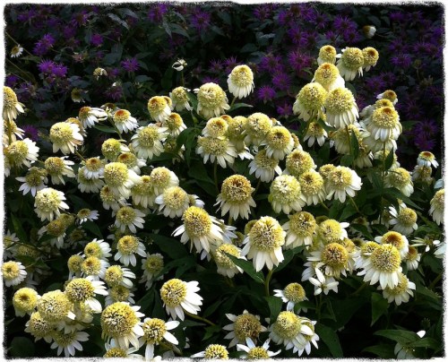 Whitedaisies3_2bokeh2vertflipg