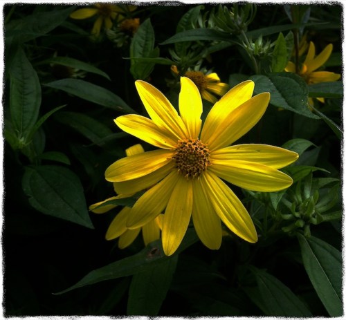 Yellowdaisycloseup_2