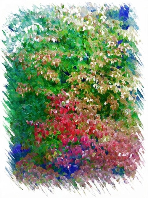 Autumnaldogwoodbokeh1horzflip_4