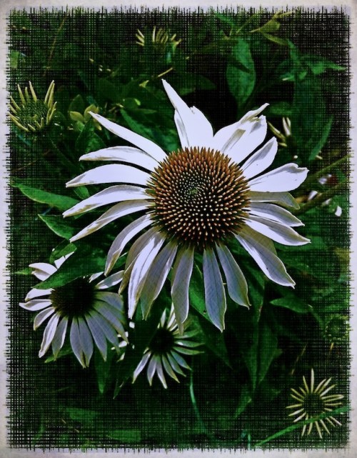 Daisiesaltroughprintvignettebokeh1_2