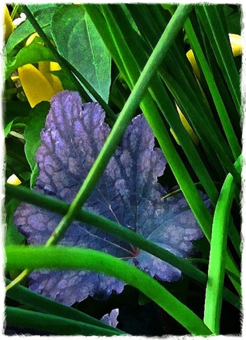 Silverleaf2bokeh1vertflipmidto