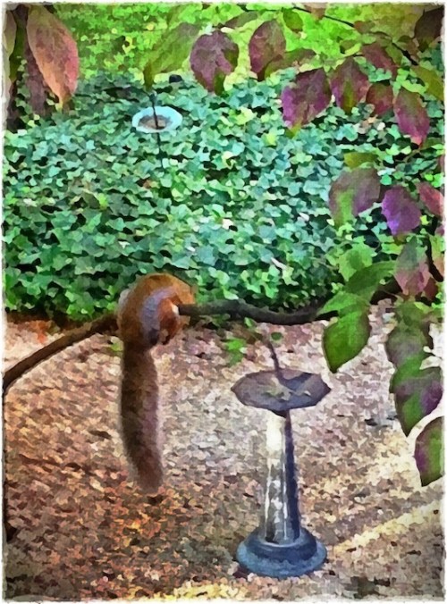 Squirrelandsundialbokeh1_2