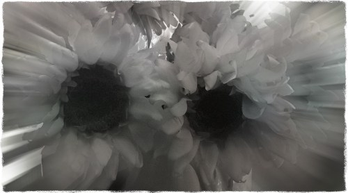 Sunflowers5_3protonmodbokeh1fullflipmidtonegrit