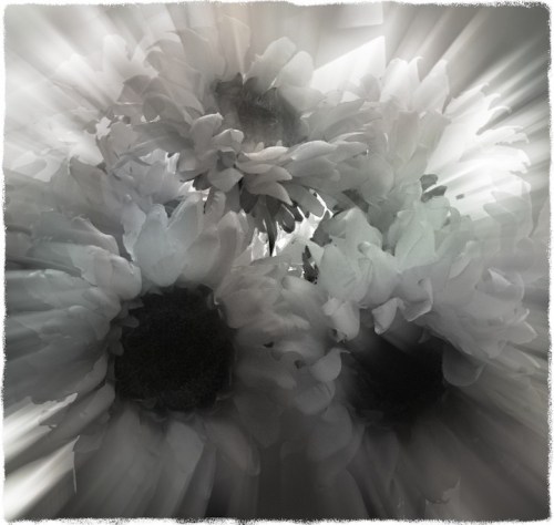 Sunflowers5_4protonmodbokeh1midtonegrit